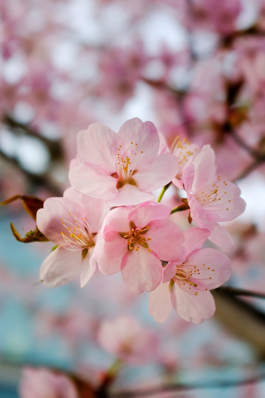 CLOSE-UP OF PINK CHERRY BLOSSOM TREE