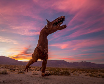 Giraffe on desert against sky during sunset