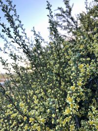 Low angle view of flowering plant against sky