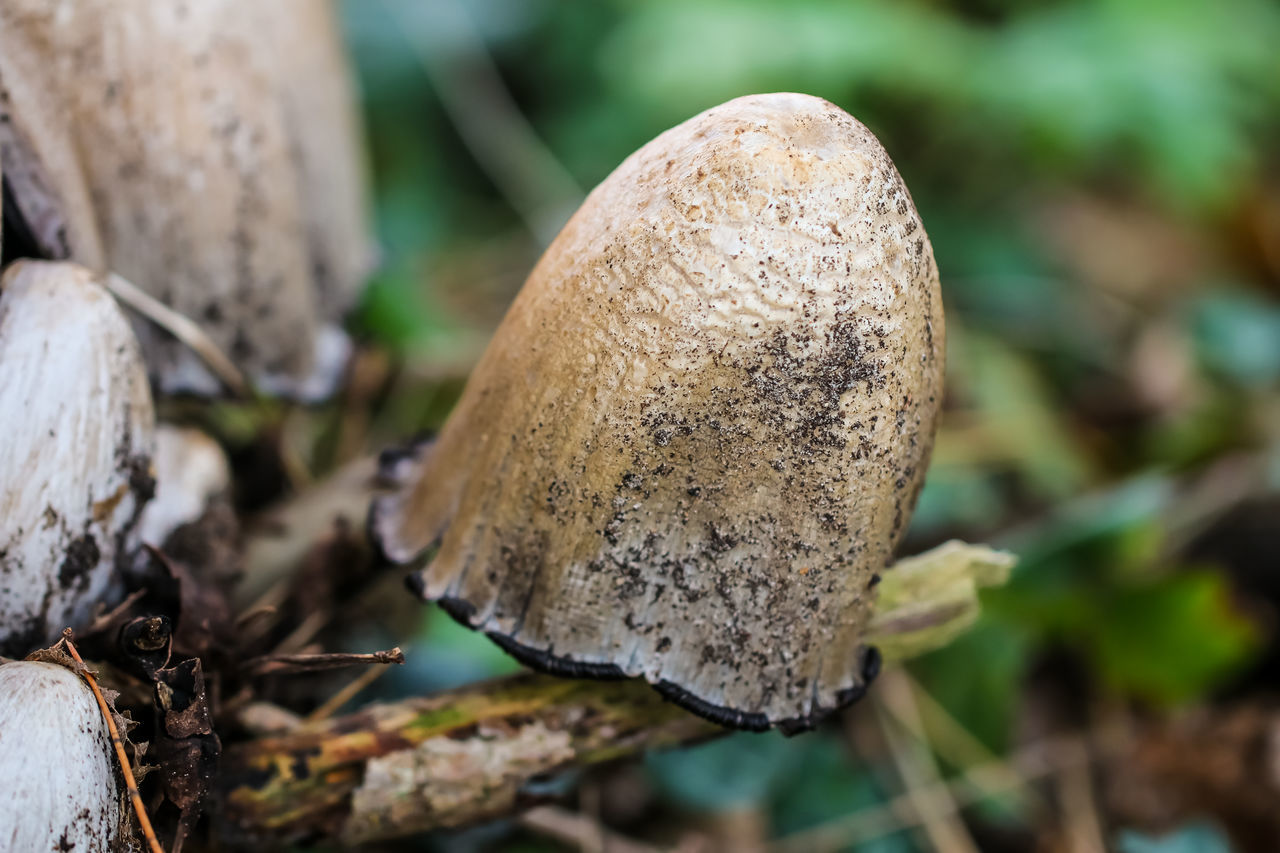 CLOSE-UP OF MUSHROOMS ON FIELD