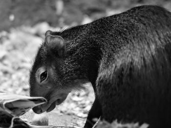 Close-up of horse eating