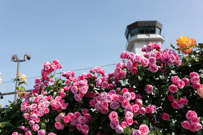 Roses and airport control tower