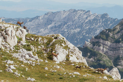 A group of chamois in national park durmitor