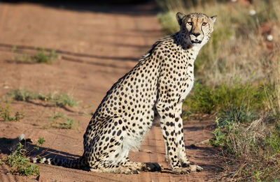 Cheetah looking at camera