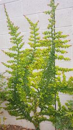 Close-up of ivy plants