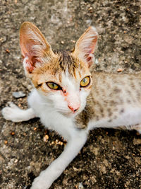 Small kitten looking at cemera .funny kitten sitting  on outdoor