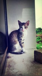 Portrait of cat