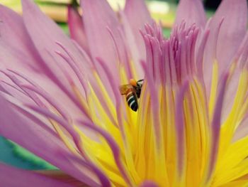 Close-up of bee pollinating flower