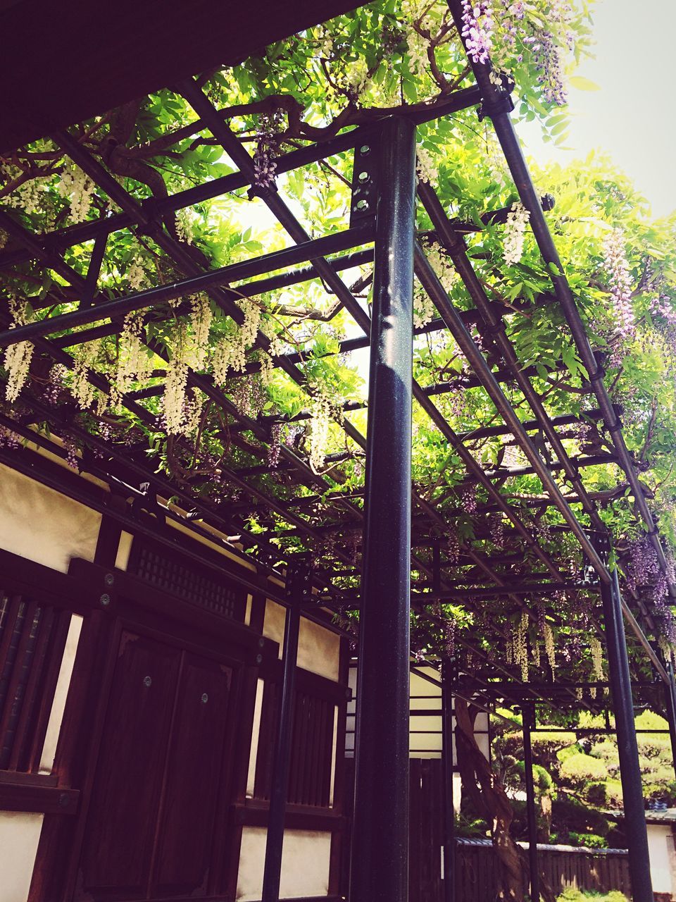 built structure, architecture, tree, low angle view, building exterior, growth, house, sunlight, window, railing, day, no people, branch, outdoors, clear sky, residential structure, plant, metal, green color, gate