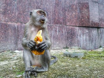 Monkey eating food