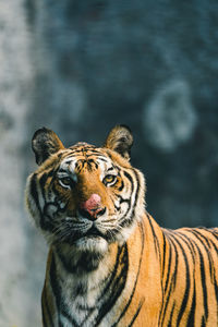 Portrait of cat in zoo