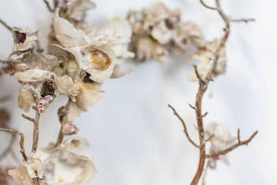 Close-up of wilted plant