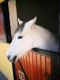 Close-up of white cat