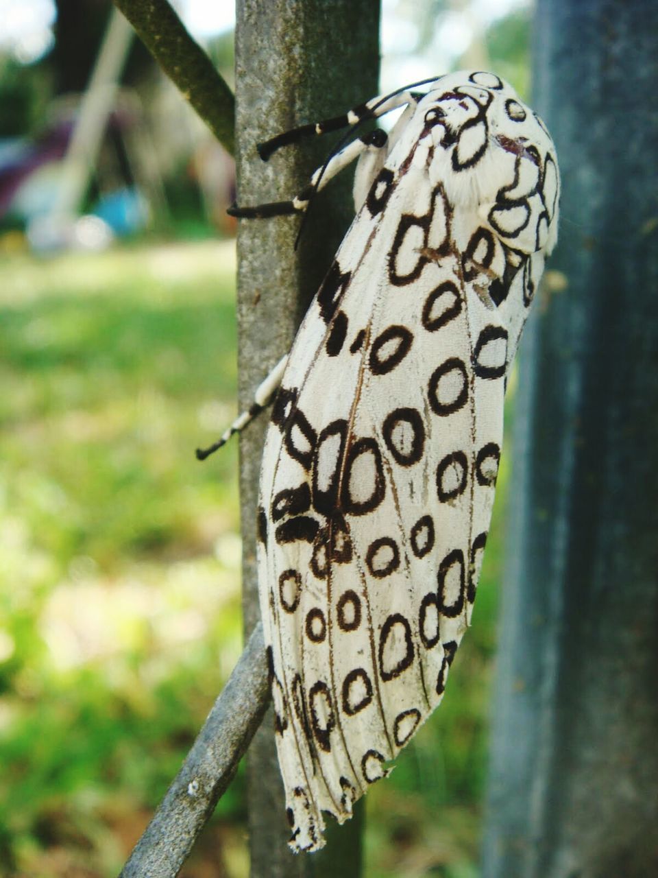 focus on foreground, close-up, metal, wood - material, selective focus, rusty, day, outdoors, no people, metallic, protection, fence, nature, wooden, safety, hanging, pattern, tree, natural pattern, field