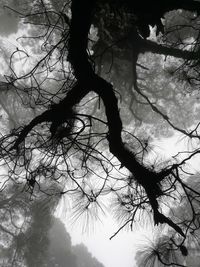 Low angle view of silhouette bare tree against sky