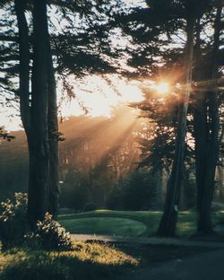 Trees in forest during sunset