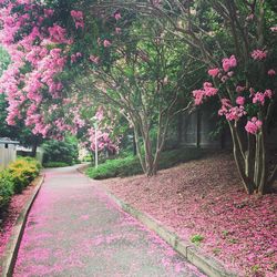 Pink flowers on tree trunk