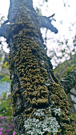 Close-up of tree trunk against sky