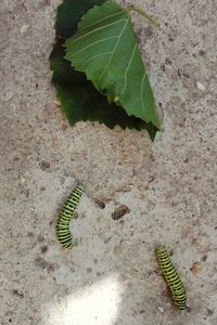 High angle view of caterpillar on leaf