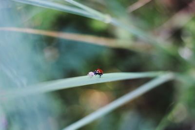 Close-up of ladybug on leaf