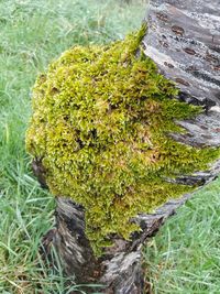 High angle view of moss growing on tree trunk