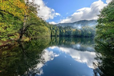 Reflection of trees in calm lake