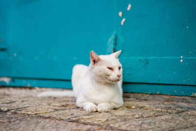 White cat sitting on wall