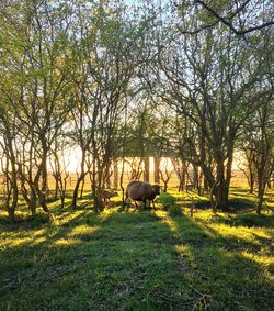 Horse grazing on field against trees