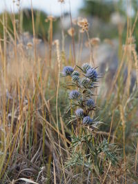 Close-up of flowering plant on land