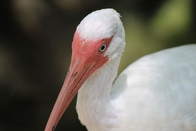 Close-up of a ibis bird