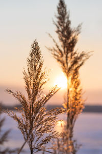 Close-up of stalks against sky during sunset