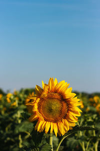 Close-up of yellow sunflower on field against sky