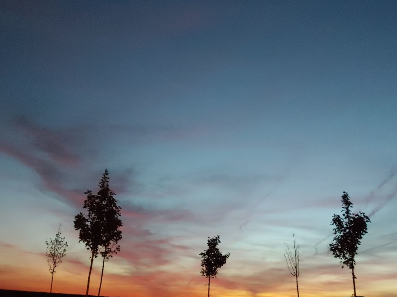 sky, tree, plant, cloud - sky, beauty in nature, tranquility, tranquil scene, growth, nature, no people, scenics - nature, sunset, low angle view, silhouette, outdoors, copy space, non-urban scene, idyllic, day