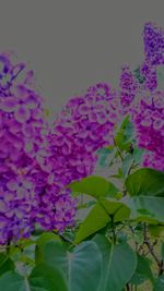 Close-up of pink flowers against sky