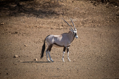 Gemsbok stands in rocky pan in profile