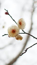 Close-up of flower