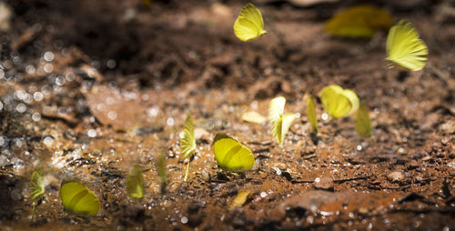 Close-up of yellow flowers growing on field