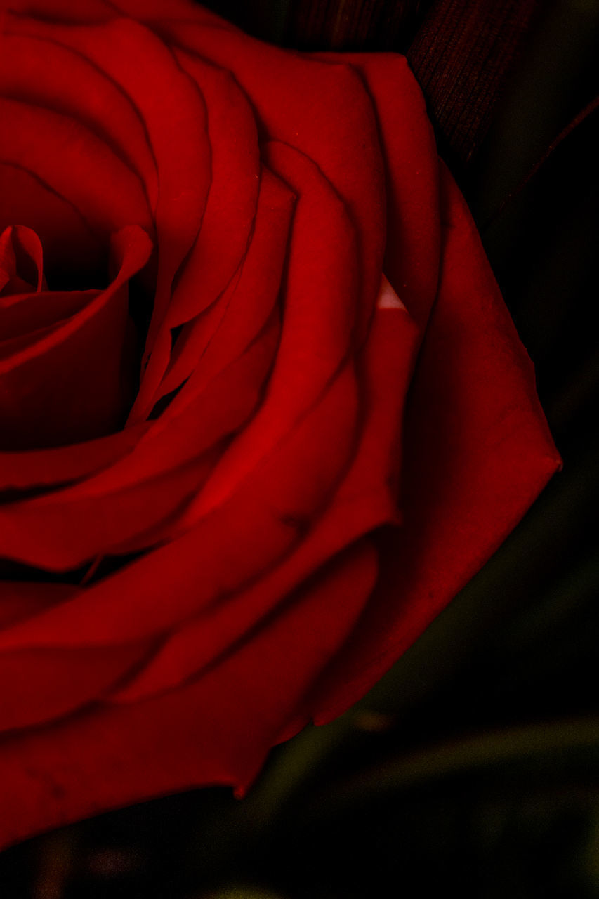 CLOSE-UP OF RED ROSE IN SUNLIGHT AT HOME