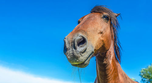 Portrait of the head of a brown horse against a blue sky. wide angle