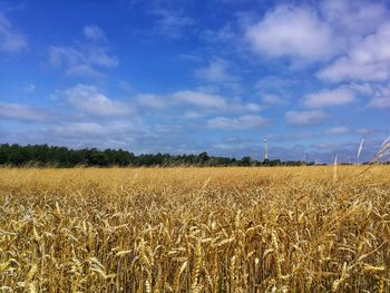 Scenic view of wheat field against sky
