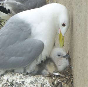 Close-up of bird