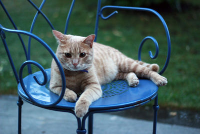 Portrait of cat sitting on chair