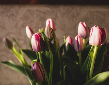 Close-up of pink tulips