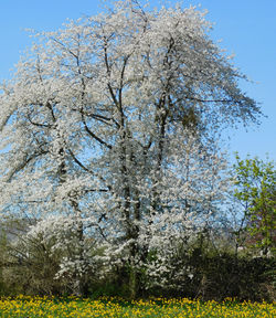 View of cherry blossom trees in sunlight