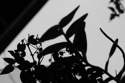 Low angle view of silhouette plant against sky