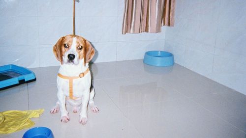 Portrait of dog in bathroom