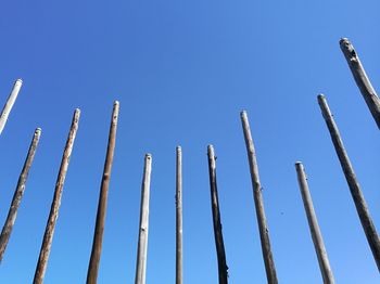 Low angle view of plants against blue sky on sunny day