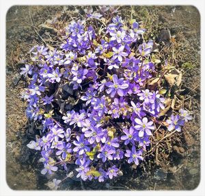 Close-up of purple flowers blooming in field