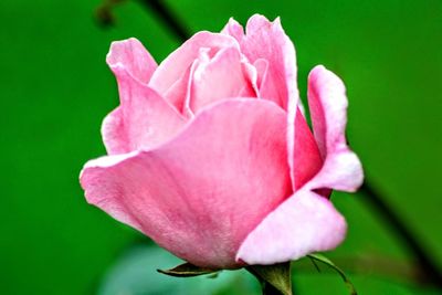 Close-up of pink rose