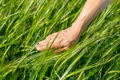 Close-up of farmer hand holding green wheat ears in the field. agricultural business.